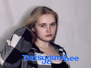 Daisygambee